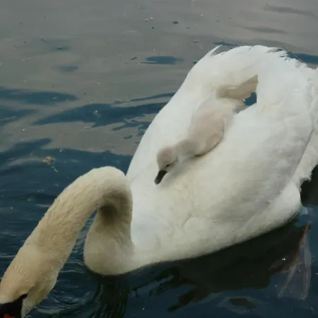 Au Petit Canal De Colmar 1 Kunheim